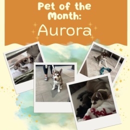 a pet of the month graphic